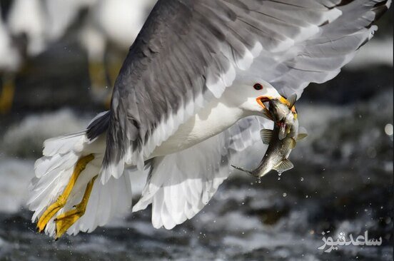 حظه شکار کردن یک مرغ ماهیخوار در دریاچه وان ترکیه/ خبرگزاری آناتولی