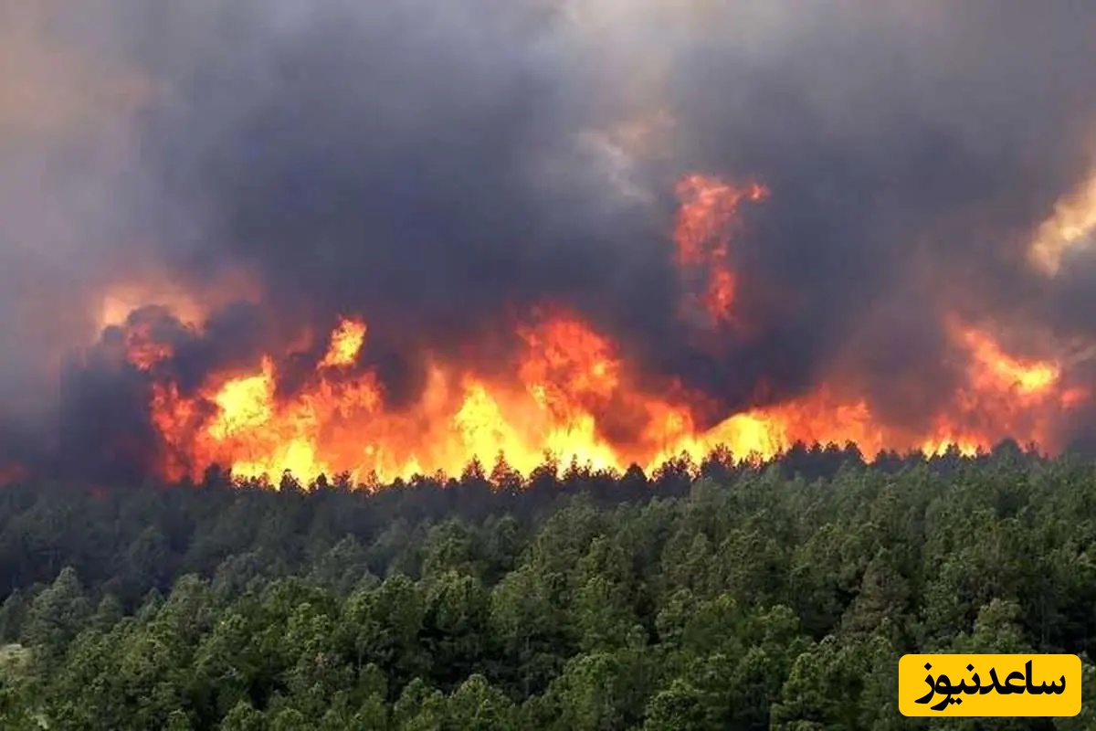 صحنه غم‌انگیز و ترسناک آتش‌سوزی جنگل‌های الیت چالوس / 8 هکتار از جنگل هیرکانی از بین رفت + ویدئو