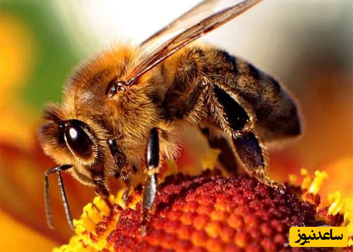 منابع و دروس رشته حشره شناسی کشاورزی و ضرایب آن در مقطع کارشناسی ارشد