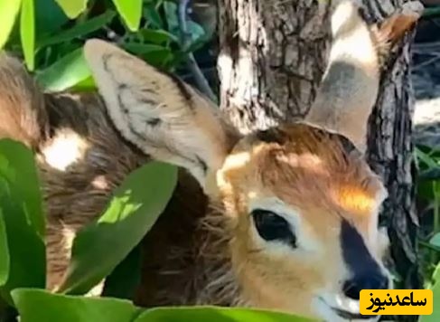 (ویدئو) حیات وحش ؛ مستند حیات وحش حیوانات / شکار آسان بچه آهوهای پنهان شده توسط پلنگ