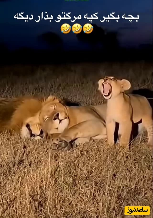 (ویدئو) مستند حیات وحش، راز بقا؛ این داستان: بی رحمی ماده شیر نسبت به توله شیر وروجک/ شیر نر در مقابل سختگیری های مادر خانواده به ناچار سکوت اختیار کرد