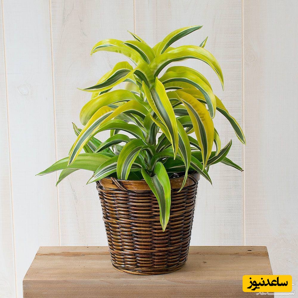 موثرترین شرایط پرورش و نگهداری گیاه دراسنا برگ لیمویی