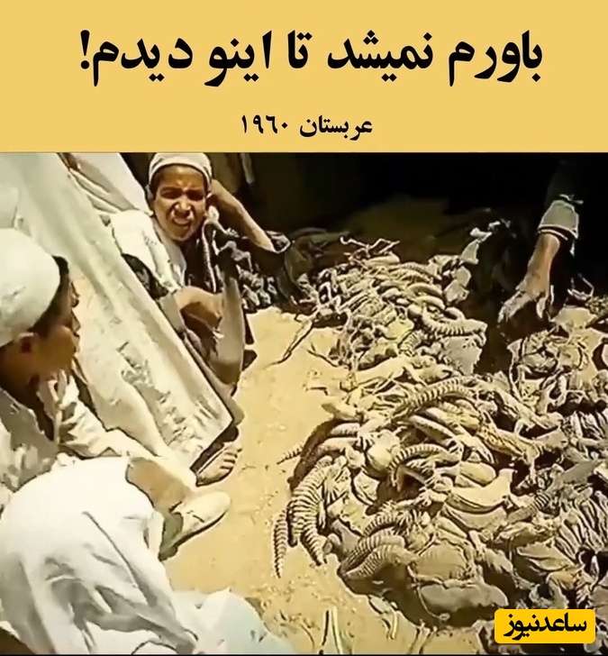 روایتی عجیب از زندگی مردم عربستان 80 سال قبل / باورتون میشه سوسمار میخوردن؟