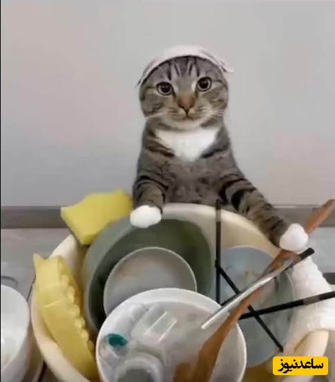 (عکس) هوش در خدمت تنبلی! ایده بامزه این دانشجو ظرف شستن را برای همیشه حذف کرد 🤣