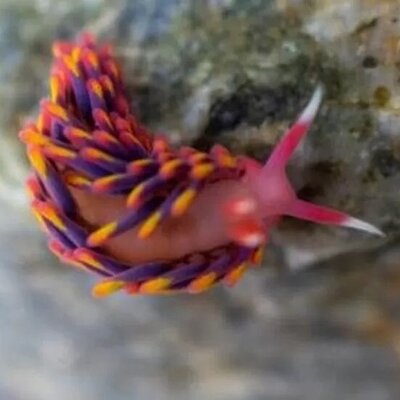کشف موجود دریایی عجیب شبیه «حلزون رنگین کمانی» در سواحل انگلستان