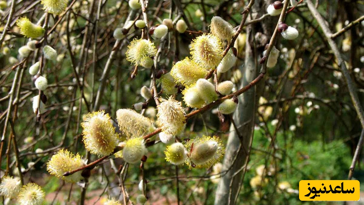 فواید و عوارض مصرف عرق بیدمشک در بارداری