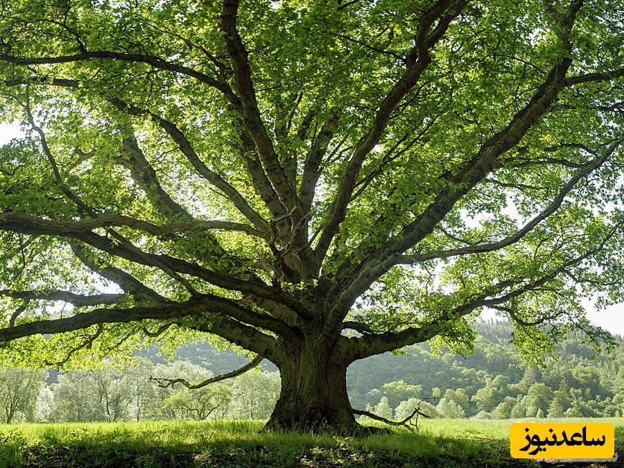 دیدن آبنوس در خواب چه تعبیری دارد؟ / تعبیر خواب آبنوس