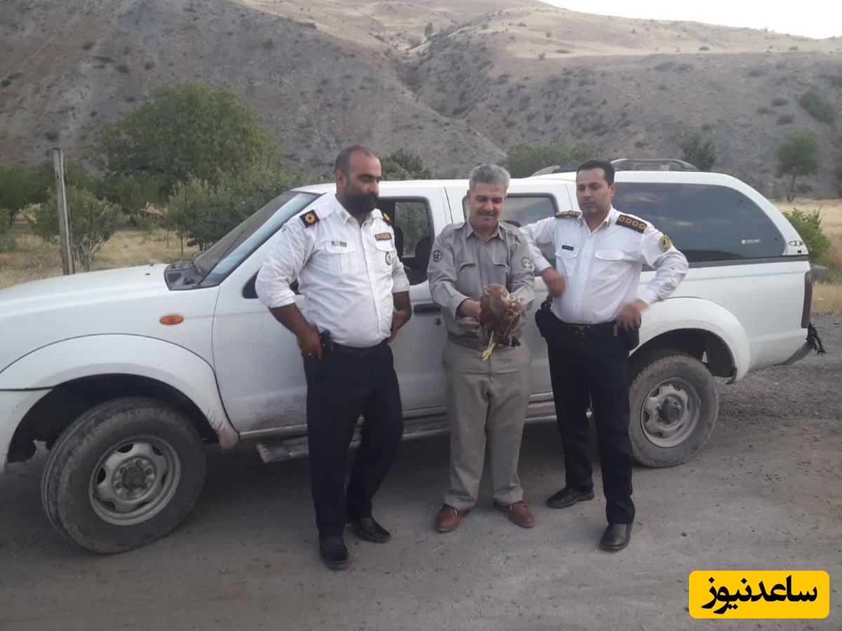 ماموران وظیفه شناس پلیس میانه ناجی پرنده شکاری کمیاب