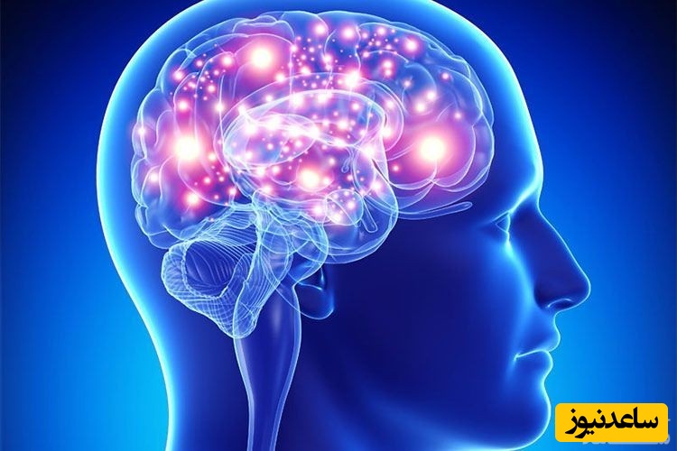 قابلیت شگفت‌انگیز مغز برای تغییر و سازگاری در سنین متفاوت/ شوکه کننده‌ترین حقایق!