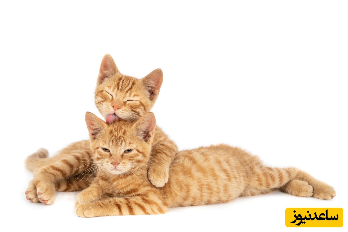 (ویدئو) مستند حیات وحش/ گربه این داستان: من و این همه خوشبختی محاله😍