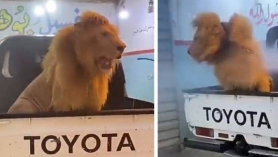 (ویدئو) شست‌وشوی یک شیر نر پشت وانت و در کارواش جنجالی شد