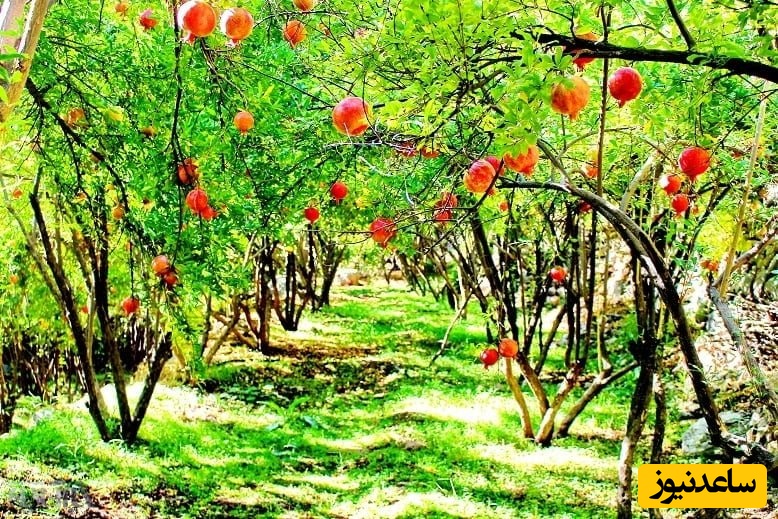 روستای زیبای ژیوار