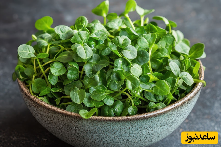 علف هرزی که سالم ترین گیاه دنیا شناخته شد! +جزئیات