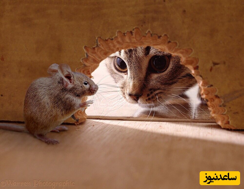 عاشقانه های تام و جری ؛ رفاقت و صمیمیت حیرت انگیز یک موش و گربه واقعی را ببینید!+ویدیو