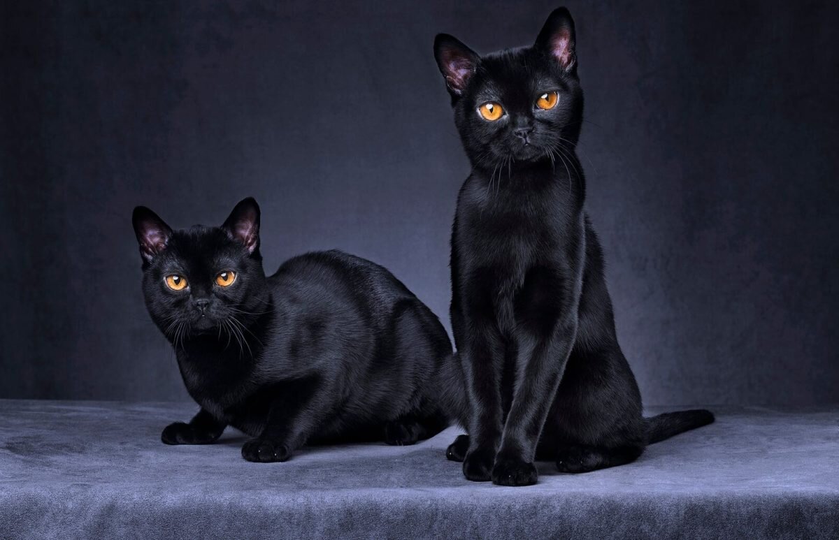 گربه سیاه