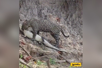 (ویدئو) مستند حیات وحش حیوانات/شکار بی‌رحمانه جگوار؛ کایمن در آب و خشکی هیچ شانسی ندارد