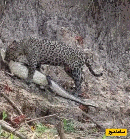 (ویدئو) مستند حیات وحش حیوانات/شکار بی‌رحمانه جگوار؛ کایمن در آب و خشکی هیچ شانسی ندارد