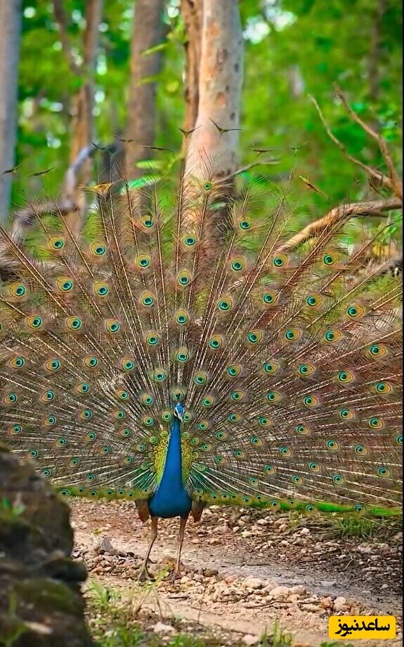ویدیو؛ مستند حیات وحش / زیبایی بی‌نظیر و خیره‌کننده طاووس شاهزاده پرندگان و شاهکار خلقت