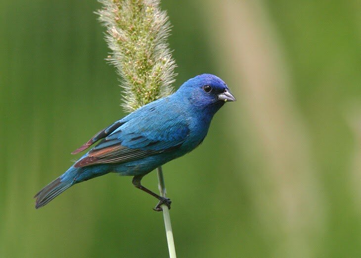 پرنده آبی