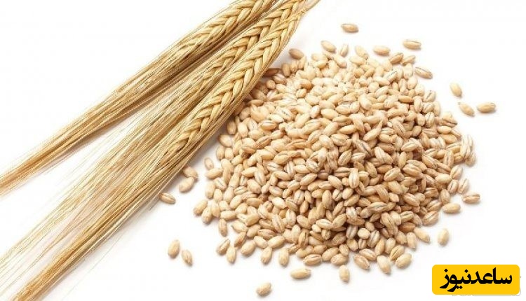 مصرف جو در بارداری چه فواید و عوارضی دارد؟