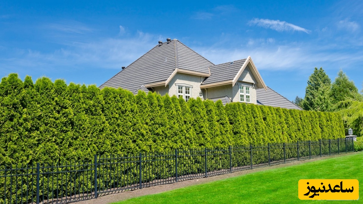 دیدن پرچین در خواب چه تعبیری دارد؟ / تعبیر خواب پرچین