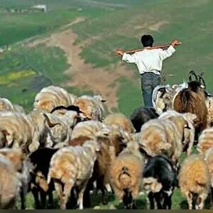 (ویدئو) حماسه تاریخ سازی که چوپان با نجات گوسفندانش از چنگال گرگ رقم زد!