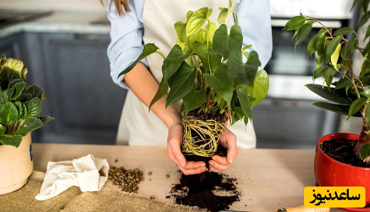 رازهای مهم تعویض گلدان؛ چگونه گیاهان را جابه‌جا کنیم بدون اینکه دچار شوک شوند؟
🌱+ ویدئو