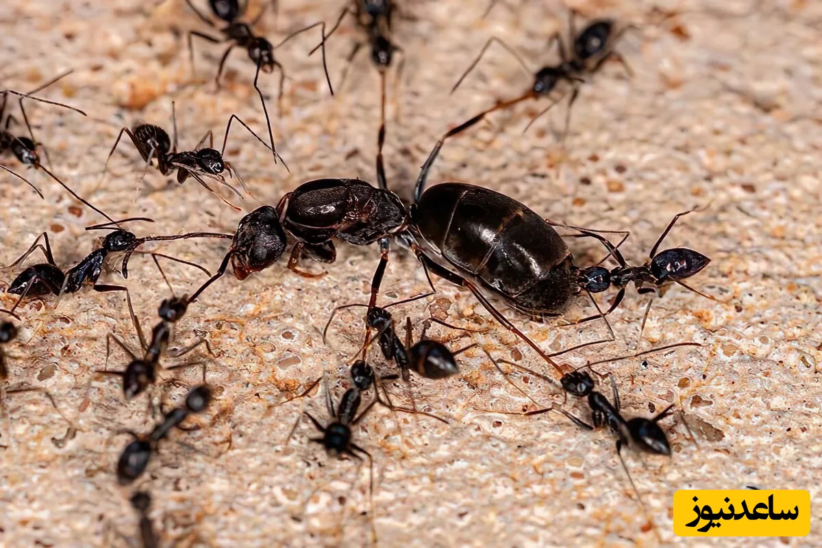 ملکه مورچه 400 هزار تومان؟ پشت‌پردهٔ آگهی‌های فروش ملکه مورچه در سایت دیوار