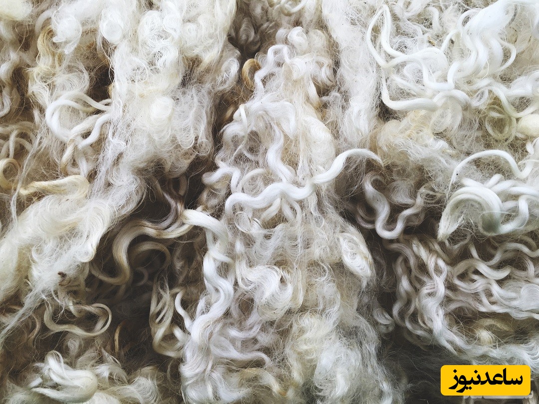 دیدن پشم گوسفند در خواب چه تعبیری دارد؟ /  تعبیر خواب پشم