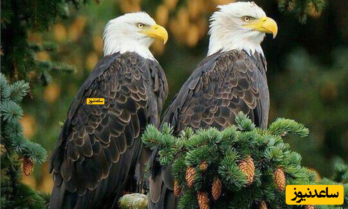 انتظار دو عقاب سرسفید در لانه برفی برای تولد جوجه‌ها + ویدیو