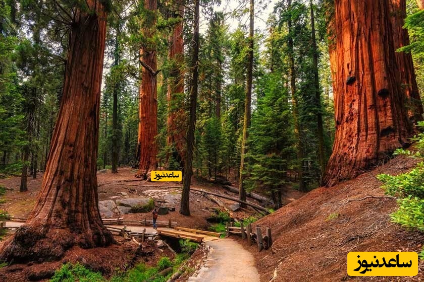 معرفی جاذبه های پارک‌های ملی و ایالتی ردوود در آمریکا