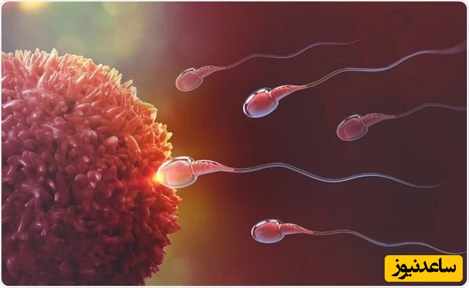 بانک اسپرم چیست؟