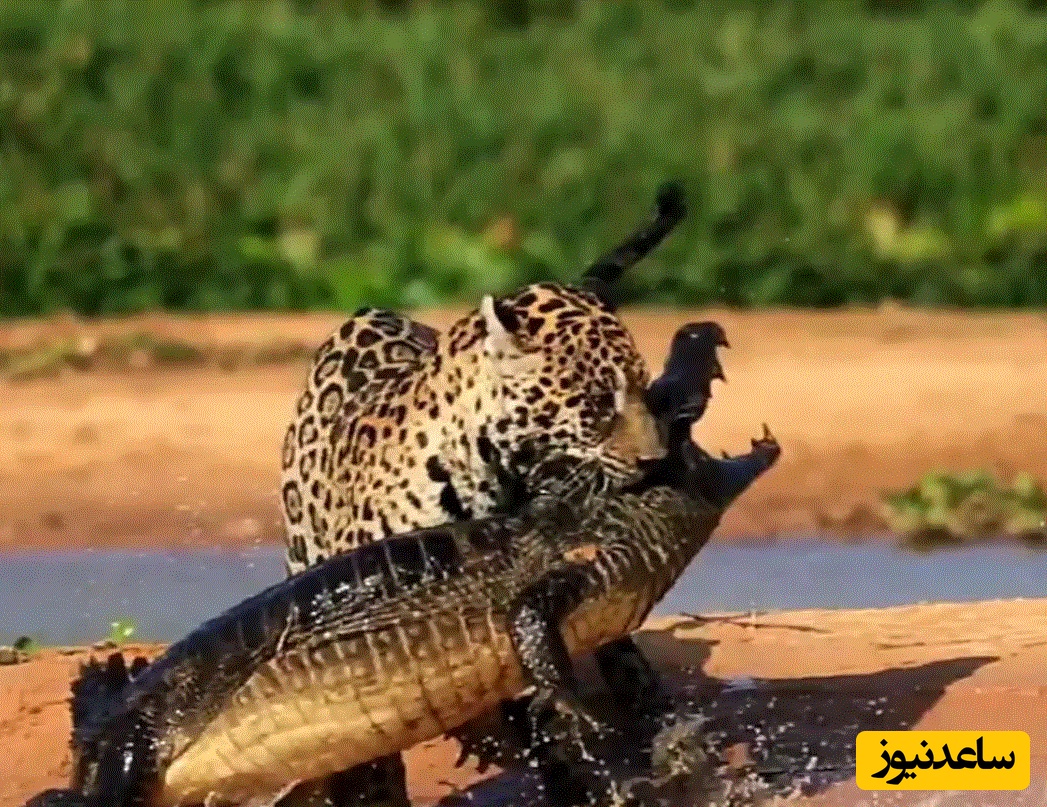(ویدئو) حیات وحش ؛ مستند حیات وحش حیوانات/نبرد خونین جگوار و کایمن در گل‌ولای