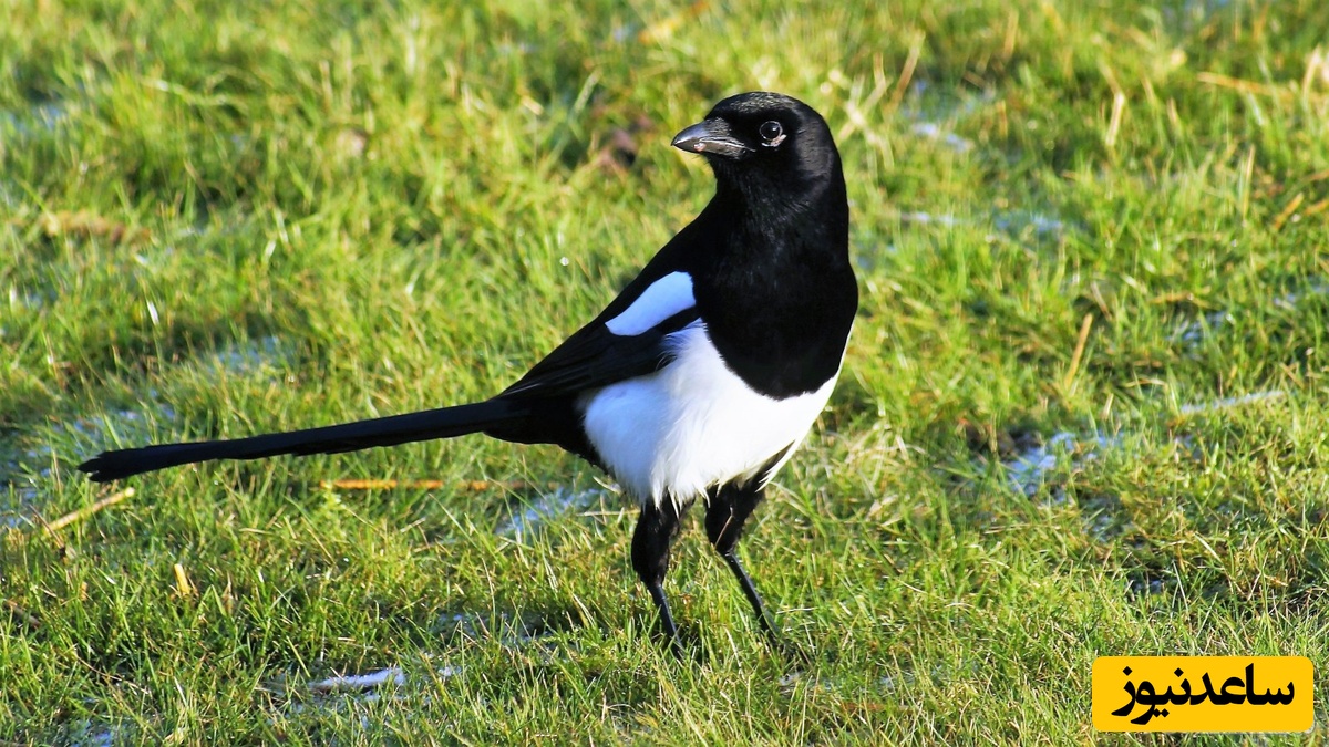 دیدن زاغ در خواب چه تعبیری دارد؟ / تعبیر خواب زاغ