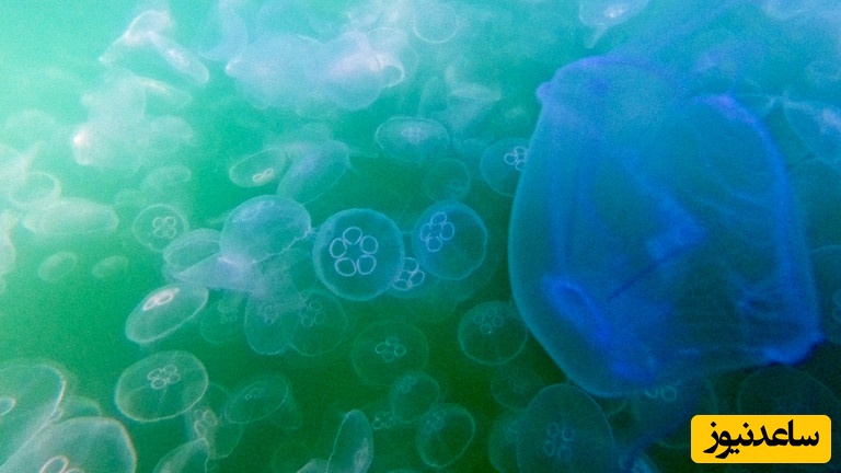 هجوم ژلاتینی که قلب هسته‌ای فرانسه را از کار انداخت