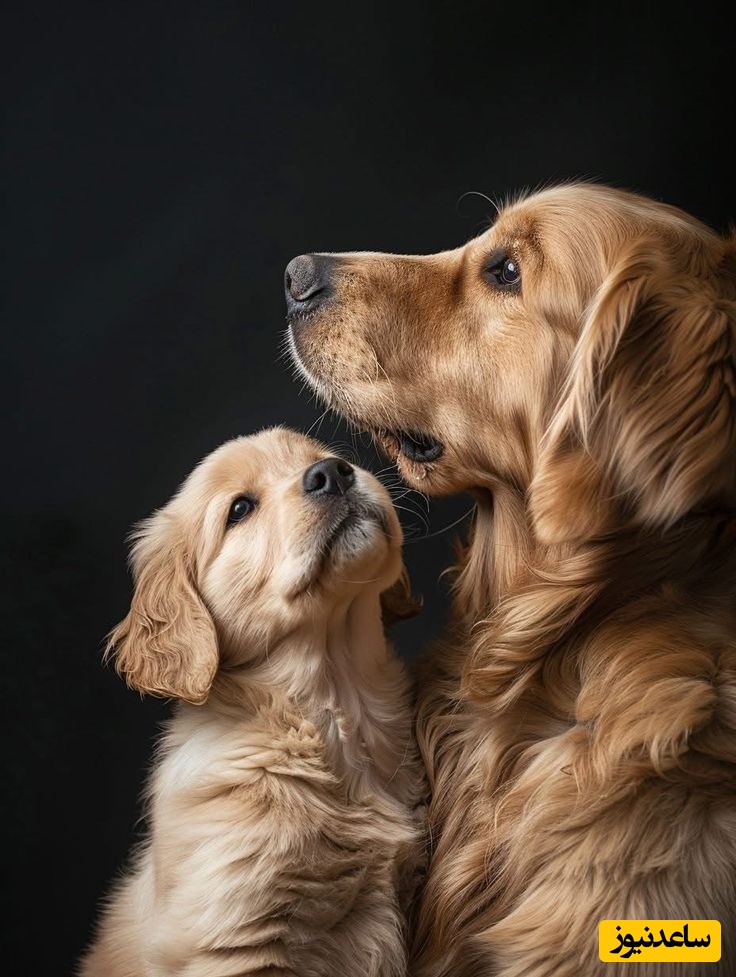 دیدن سگ در خواب چه تعبیری دارد؟ / تعبیر خواب سگ + فیلم