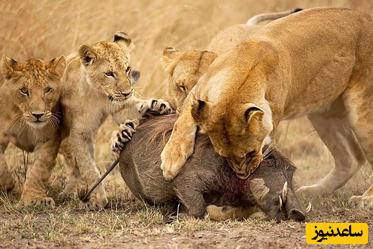 حمله وحشیانه گله ای شیر ها به خانواده گراز ها
