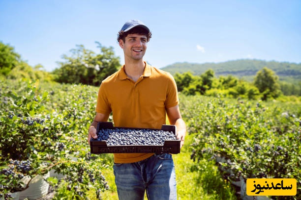 خلاقیت نوآورانه و پول‌ساز کشاورز مازندرانی در کاشت میوه دلاری همه را شگفت‌زده کرد؛ هر کیلو 10 دلار!+ویدیو