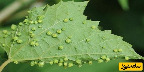 دیدن شته در خواب چه تعبیری دارد؟/ تعبیر خواب شته