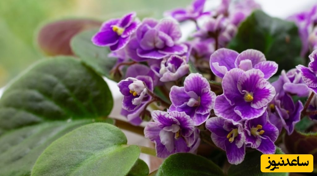 گیاهان آپارتمانی