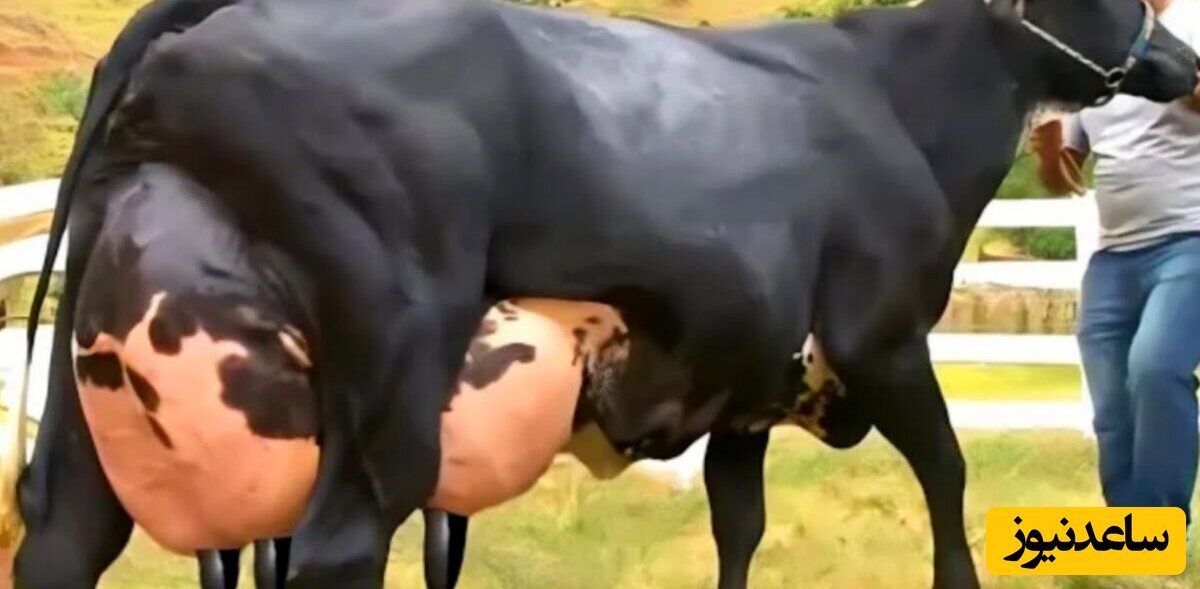 (ویدئو) بیشترین شیرجهان را این گاو تولید می کند؛ 127 کیلوگرم شیر در یک روز!