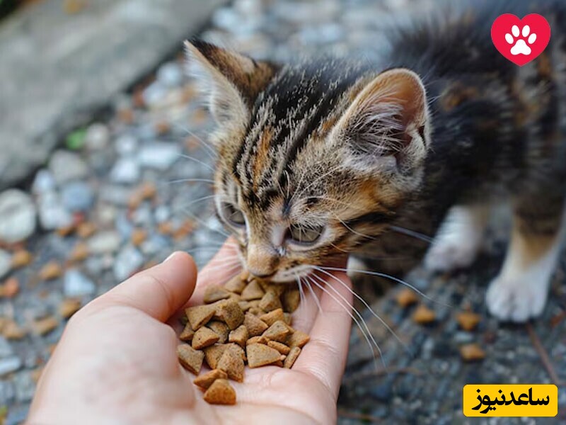 بهترین غذای خشک ارزان برای گربه های خیابانی که حامیان حیوانات باید بشناسند!