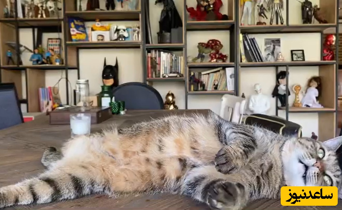 چیدمان منزل پیمان قاسم خانی و میترا ابراهیمی