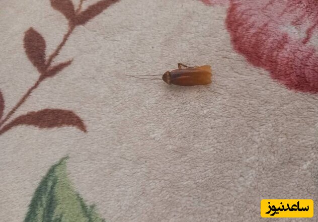 سوسک در اتاق ورزشکار