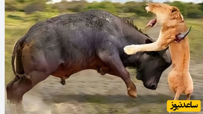 (ویدئو) حیات وحش ؛ مستند حیات وحش حیوانات/دفاع جانانه بوفالو از گوساله‌اش در برابر حمله شیرها🦁🌿