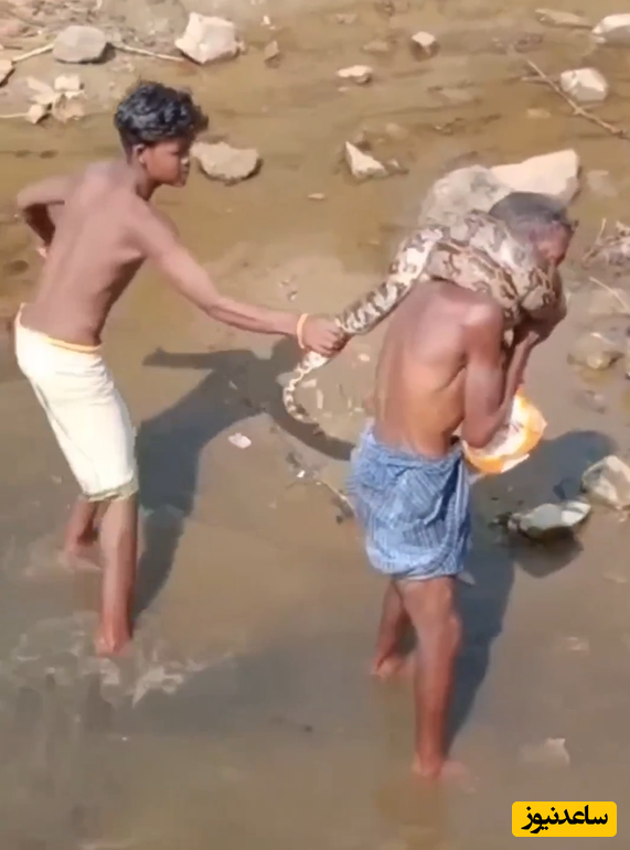 (فیلم) لحظات پراسترس خفه کردن پیرمرد هندی توسط مار پیتون 😱
