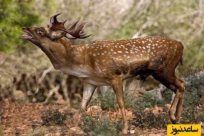 تلاش ناامیدانه یک گوزن مادر برای نجات بچه‌اش از چنگ سیاه‌گوش