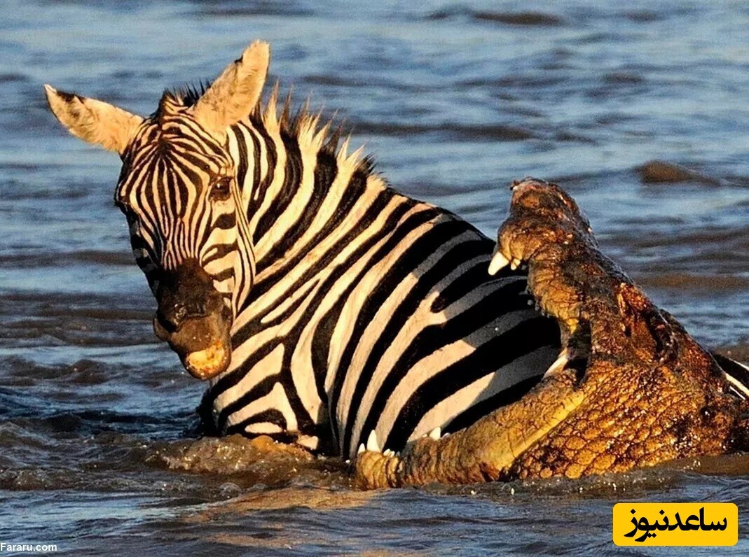 ویدیو؛ مستند حیات وحش / فقط ببین چجوری پلنگ و تمساح گورخر رو تیکه پاره کردن!