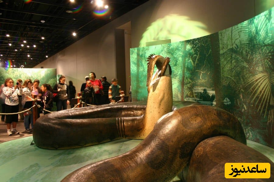 تصویری حیرت انگیز از بازدید غول پیکرترین مار زنده رها در دنیا توسط مردم نترس در موزه!