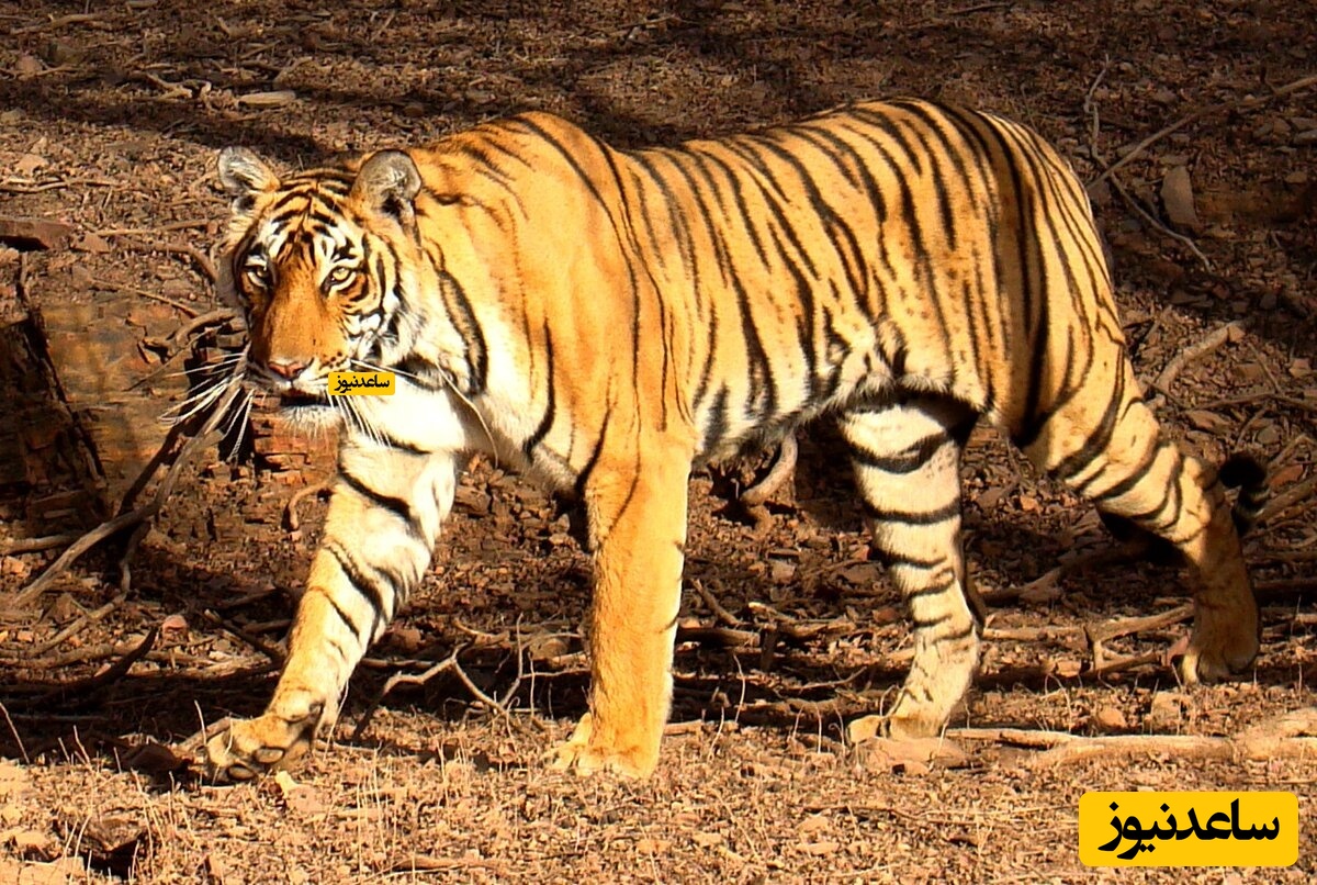 ترس و وحشت ببر از پرنده در حال پرواز+ فیلم